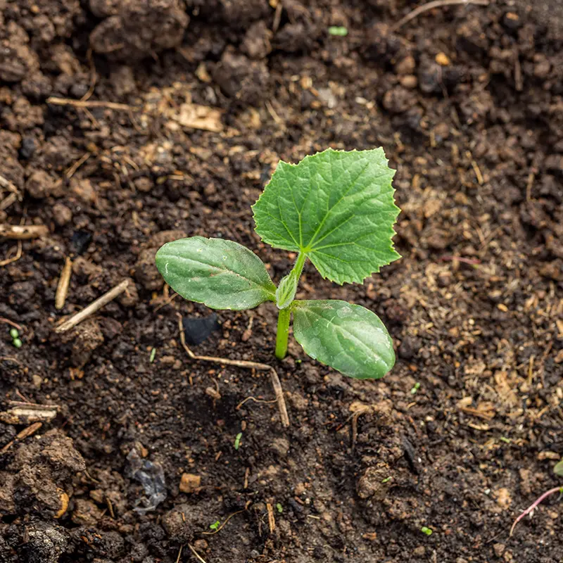 feed-your-plants
