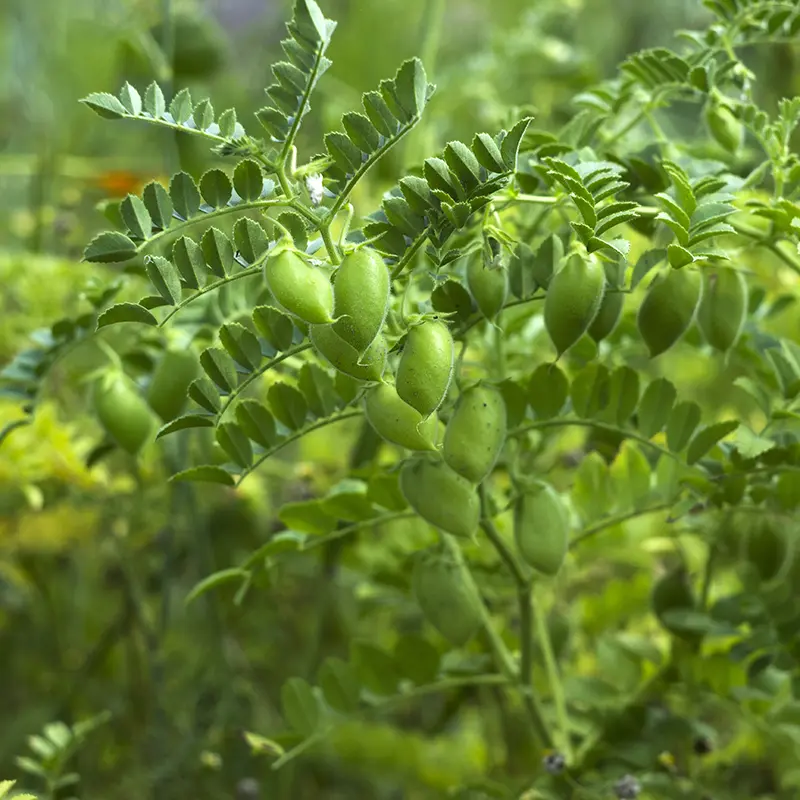 fish-emulsion-fertilizer-for-vegetables