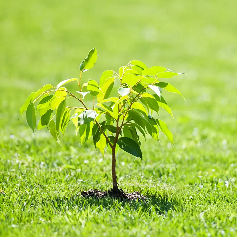 what-is-fish-emulsion-fertilizer-good-for
