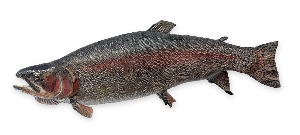 what-is-fish-emulsion-fertilizer